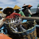 Dua nelayan mengangkat Ikan Tongkol hasil tangkapan seusai melaut di Pasir Nan Tigo, Padang, Sumatera Barat, Selasa (16/6). Para nelayan di wilayah itu mengaku mampu mendapatkan 10 hingga 15 keranjang ikan Tongkol dengan harga jual Rp400.000 hingga Rp500.000 per keranjang. ANTARA FOTO/Maril Gafur.