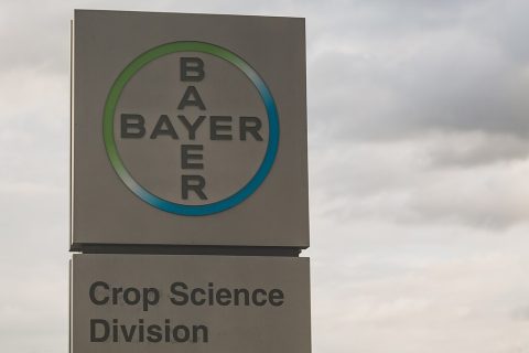 Bayer