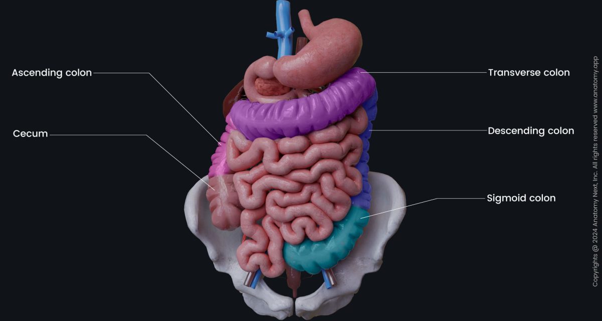 intestines usus