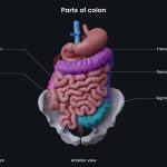 intestines usus