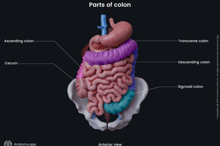 intestines usus