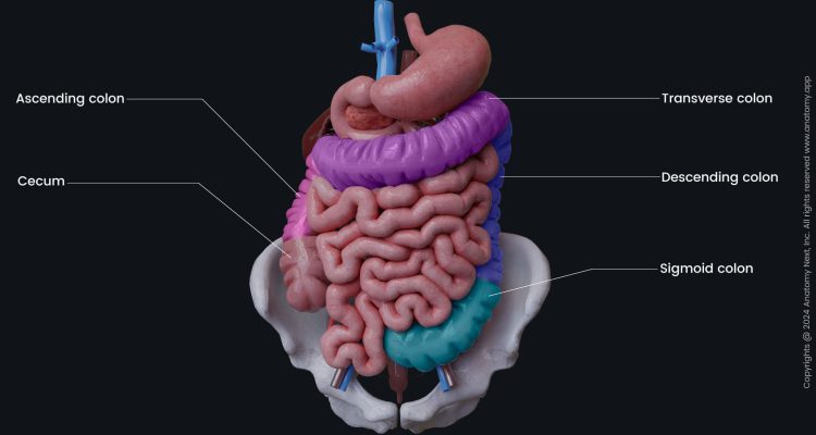 intestines usus