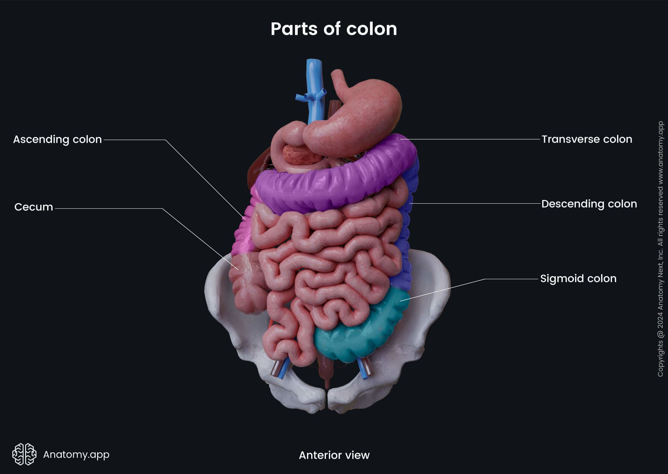 intestines usus
