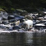 spirit bear