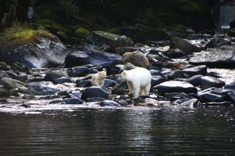 spirit bear