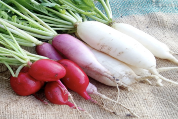 Lobak putih merah segar di atas talenan dengan daun hijau, menunjukkan sumber oksalat alami.”
