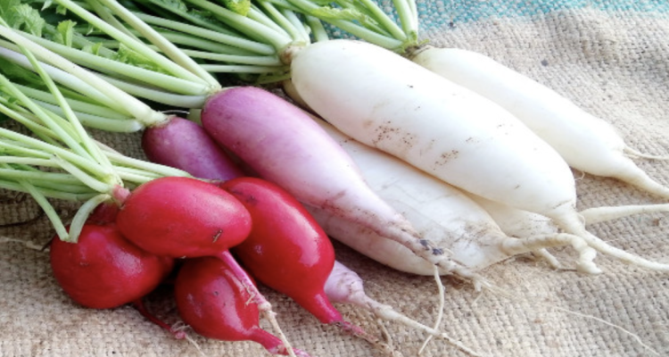Lobak putih merah segar di atas talenan dengan daun hijau, menunjukkan sumber oksalat alami.”