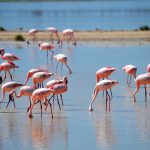 Flaminggo Cyprus