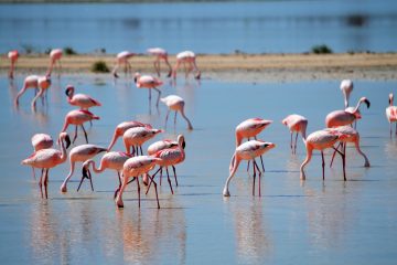 Flaminggo Cyprus