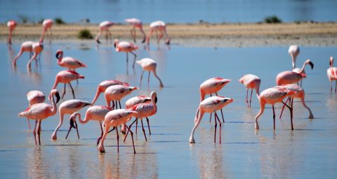 Flaminggo Cyprus