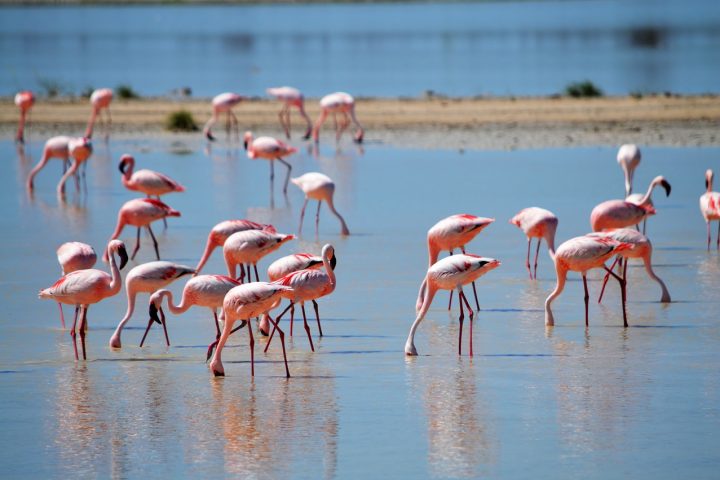 Flaminggo Cyprus