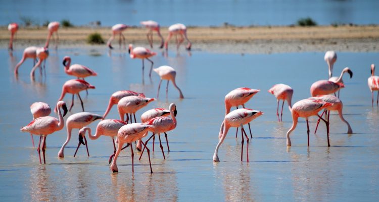 Flaminggo Cyprus