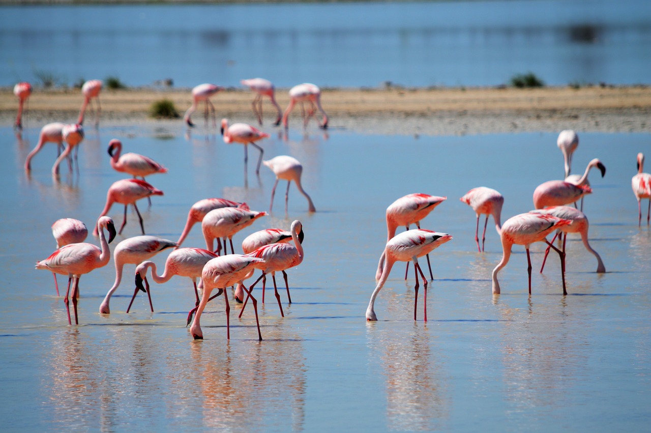 Flaminggo Cyprus