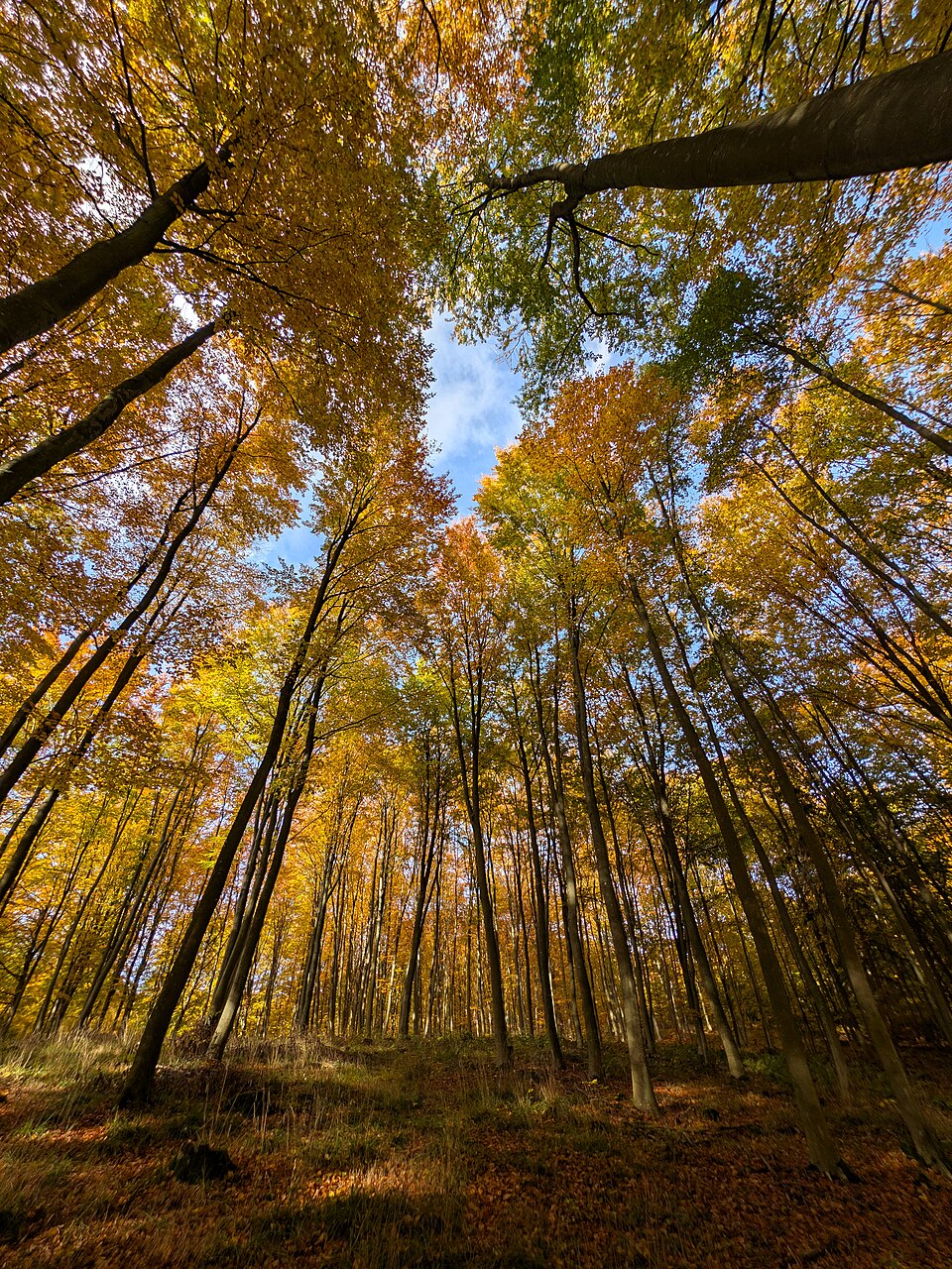 Autumn Colors in Puszcza Bukowa