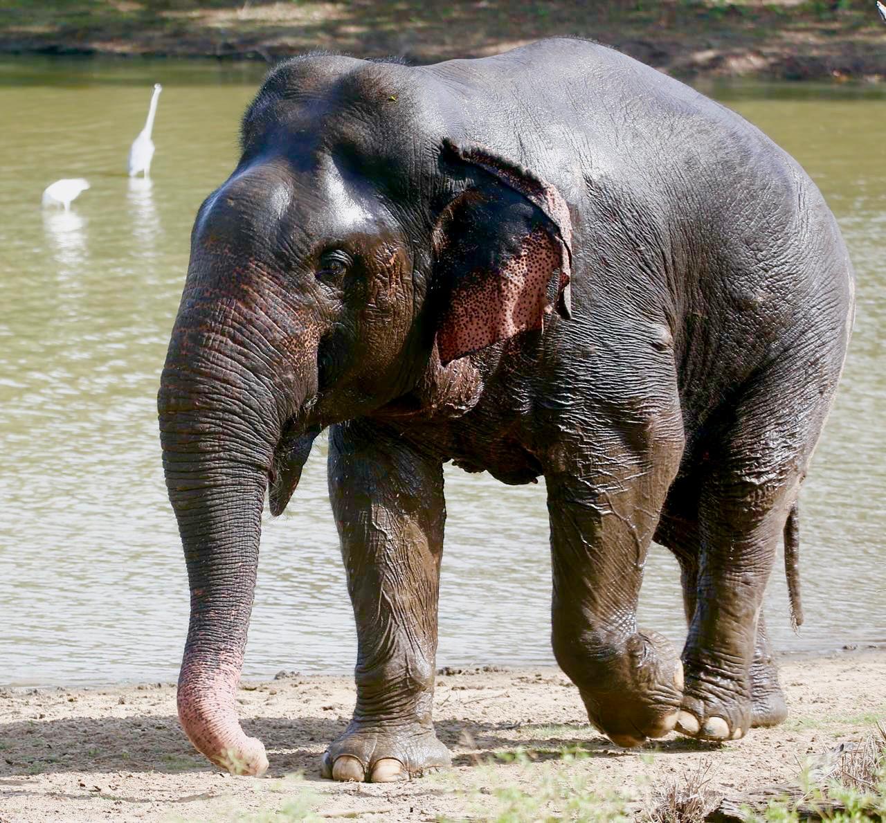 Elephant Sri Lanka