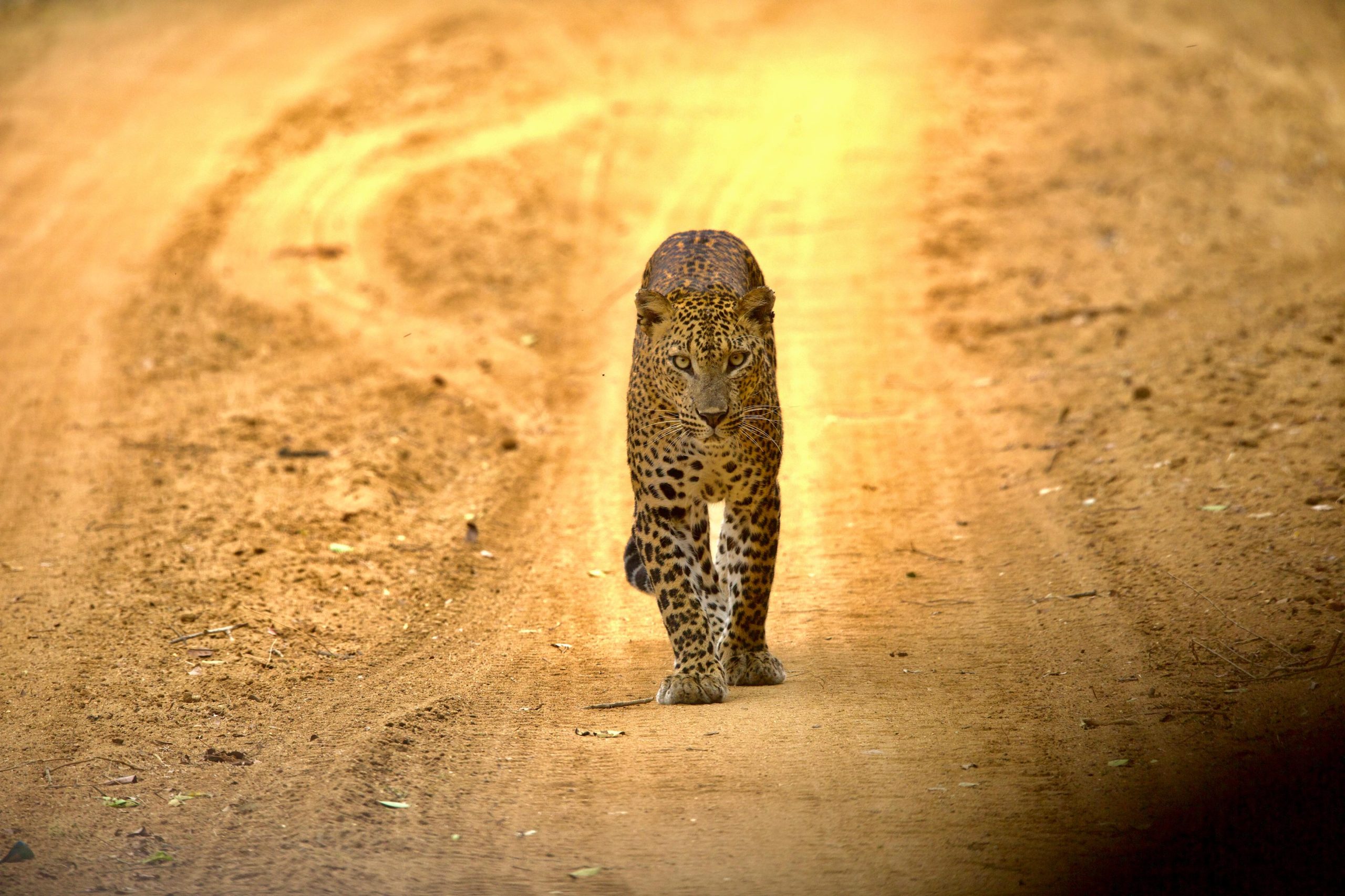 Leopard Sri Lanka