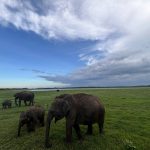 Minneriya National Park