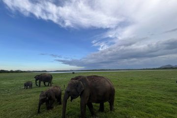 Minneriya National Park