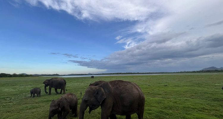 Minneriya National Park