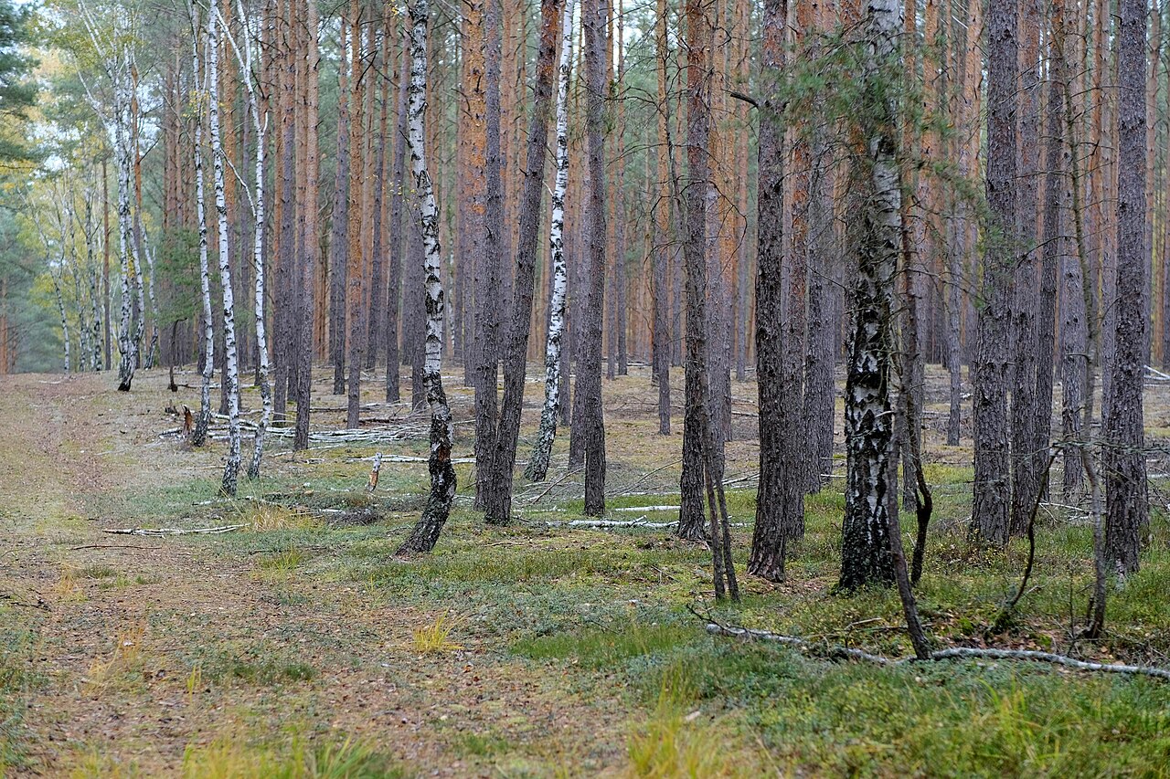 Pine and Birch Forest in Autumn, Szczecin