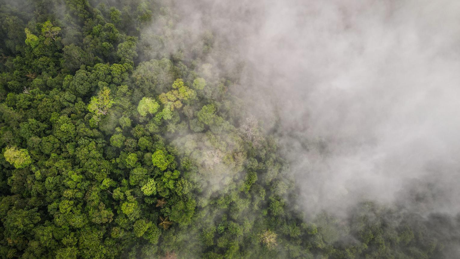 Sri Lanka Forest