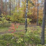 Walk in the forest near my city a week ago